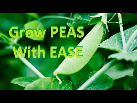how to fertilize peas