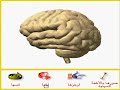 مقطع يحتوي بعض المعلومات عن المخ وهو رائع للأطفال