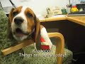 Every Beagle Morning Every Beagle Morning