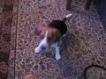 Beagle video