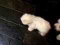 dogzzzzz