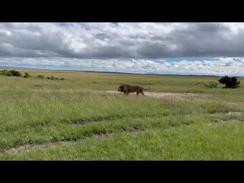 KING LION IN MASAI MARA