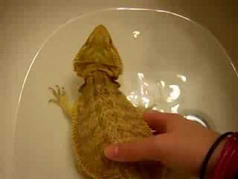 how to cure impaction bearded dragon