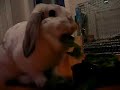 hungry bunny