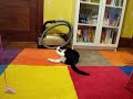 The Chronicles of Gidget, Part IV The Chronicles of Gidget, Part IV