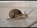 Lumacchina Avventuriera