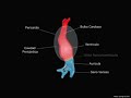 Embriologia del Corazon