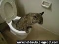 Cat Use Toilet