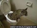 Cat-Use-Toilet