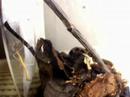 molt of the mantids