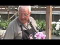 Orchid Selection