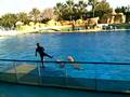 videos de Delfini spettacolo