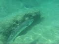 Great Barracuda Yal Ku Lagoon Akumal Mexico