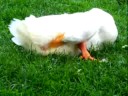 Bella preening1