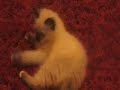 chatons de sacre de birmanie