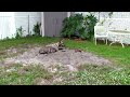 Greyhound