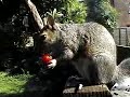 Squirrel Ate My Nuts in London
