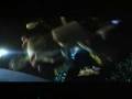 videos de Secret Starcraft Cinematic