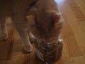 biggums.html