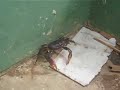 een gote landcrab