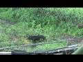 Ver Video