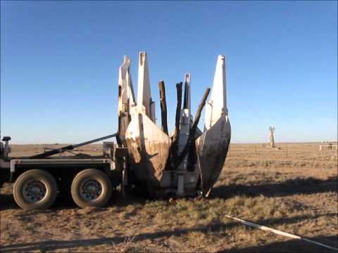 how to transplant pecan trees