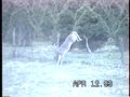 WHITETAIL VS. HORSE-RARE VIEW LEAP, DANCE, FROLIC JEALOUS WHITETAIL VS. HORSE-RARE VIEW LEAP, DANCE, FROLIC JEALOUS