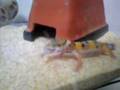 ヒョウモントカゲモドキの食事