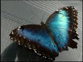 Papillons en libert�