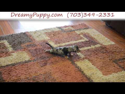 Very Cute Female Toy Dachshund Puppy 1