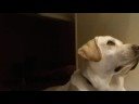 Brody the Lab