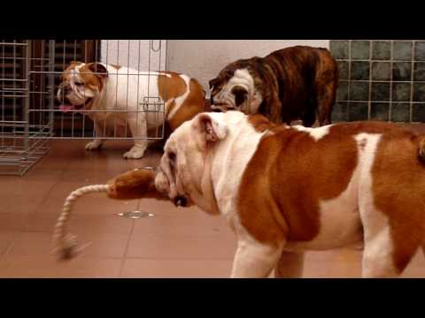 bulldog