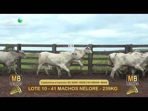 533� LEIL�O VIRTUAL MB LEIL�ES