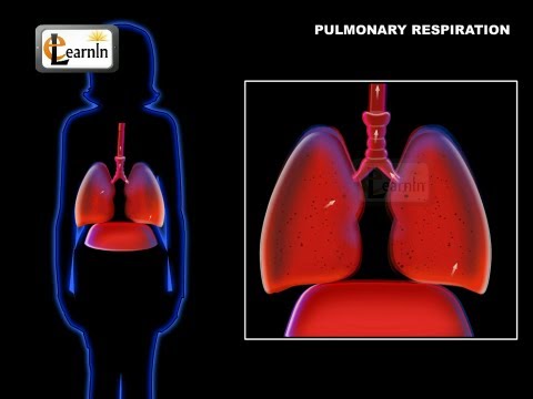 ventilation - This video talks about the basics of pulmonary respiration and ventilation - the basics of taking the air in and out of lungs in human body.
