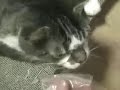 Chabi Catnip Joy