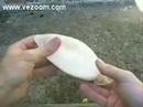 marlponte: fly condom fly