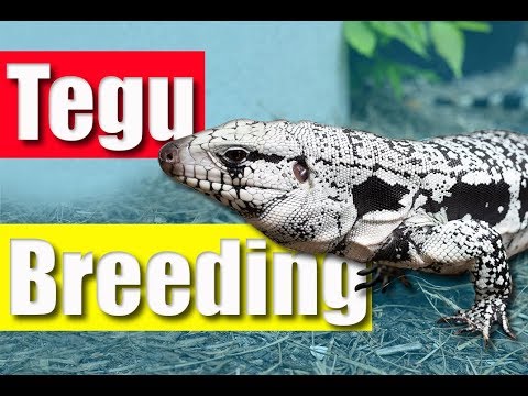 YouTube reptile video