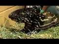 Just born Baby Tapir (CUTE!!!)