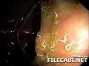 parasite parasite