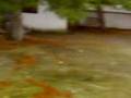 videos de kommeno artas karate