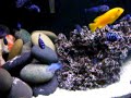 Mostly demasoni