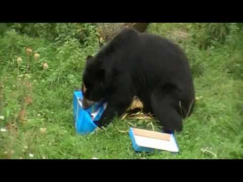 Spectacled+Bear