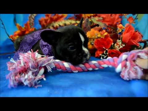 Nala AKC Black Brinde Female French Bulldog Puppy for sale.