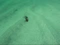 Tiree Cuttlefish