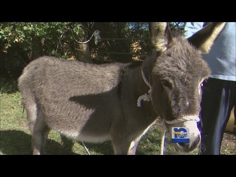 shows - Lost donkey shows up on man's back porch.