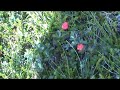 Norge 6.6 Cloudberries!... or Multe