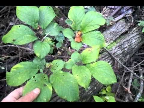 how to replant ginseng