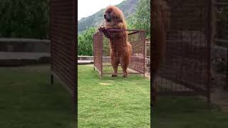Tibetanski mastif – „Pan się nie boi puszek nie gryzie”