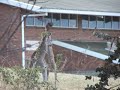 kangaroos-boxing.html