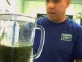 Fast Raw Food Recipe-Green Smoothie